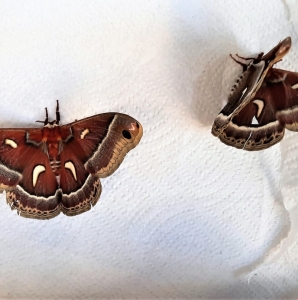 FOR SALE, Hyalophora euryalus (Ceanothus Silkmoth) eggs