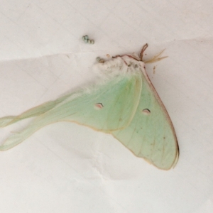 FOR SALE, Actias neidhoederi eggs from Taiwan