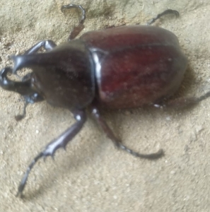 FOR SALE, Stage beetle 