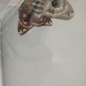 FOR SALE, eggs of Saturnia pavonia