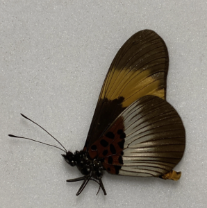 FOR SALE, Butterflies for sale from Uganda/Tanzania