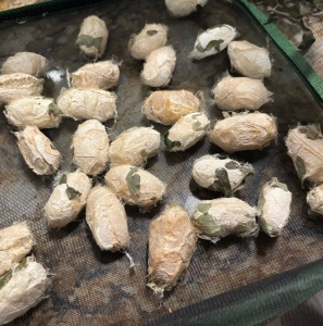 FOR EXCHANGE, Polyphemus Cocoons for Trade