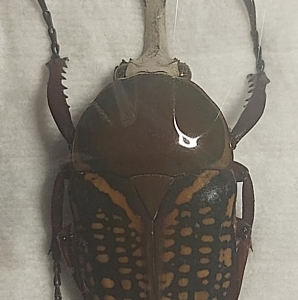 EBAY, megalorrhina harrisi leptofurcosa♂ 41mn