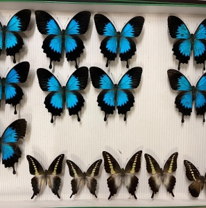 FOR SALE, Butterflies from Solomons - Western Prov. & Ma