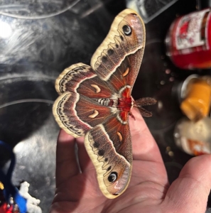 WANT TO BUY, Cecropia or gloveri moths for hybrid pairing