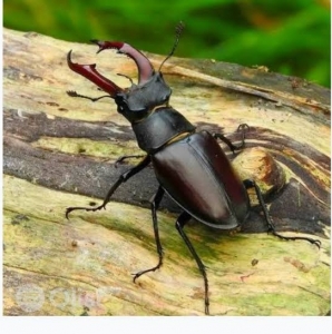FOR SALE, Stag beetle
