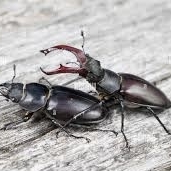 FOR SALE, Stag bettle for sale at original price 
