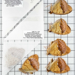 FOR SALE, Argynnis laodice (Pallas, 1771). RUSSIA, Urals