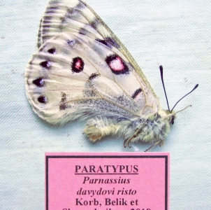 FOR SALE, Lepidoptera from Russia