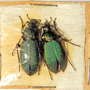FOR SALE,  Coleoptera from Russia