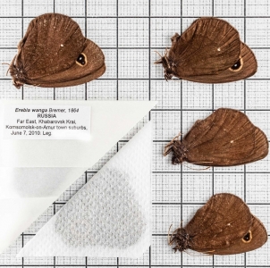 FOR SALE, Erebia wanga Bremer, 1864. Russia, Far East