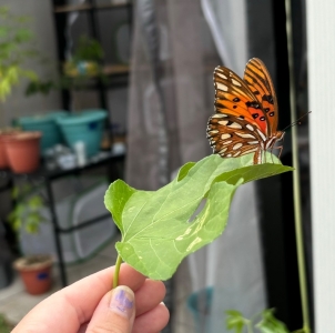 FOR SALE, Pre-order Gulf Fritillary Eggs