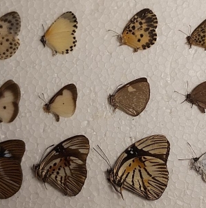 EBAY, 3 lot african lycaenidae