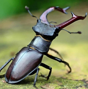 FOR SALE, Stag beetle 
