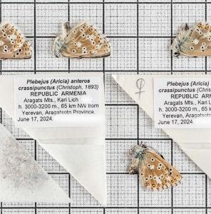 FOR SALE, Plebejus anteros crassipunctus. ARMENIA