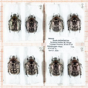 FOR SALE, Netocia karelini (Zoubkov, 1829). Kazakhstan