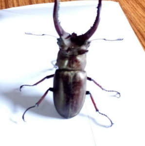 FOR SALE, Stag beetle 