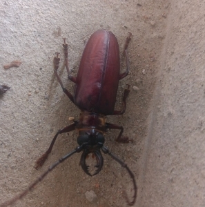 FOR SALE, Stag beetle 