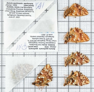 FOR SALE, Boloria aquilonaris (Stichel, 1908). Russia, Urals