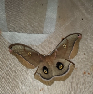 FOR SALE, Antheraea polyphemus eggs