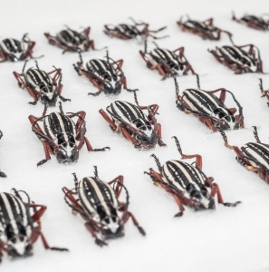 FOR SALE, Dorcadion glycyrrhizae striatum (Goeze, 1777)