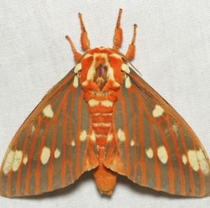 WANT TO BUY, Citheronia Regalis. &  Papilio troilus. Ova.
