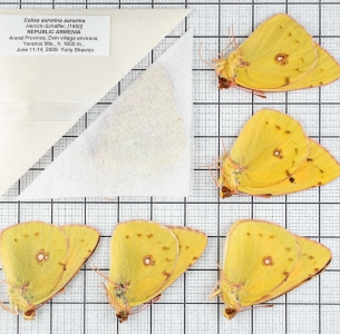 FOR SALE, Colias aurorina. Armenia, Ararat Province