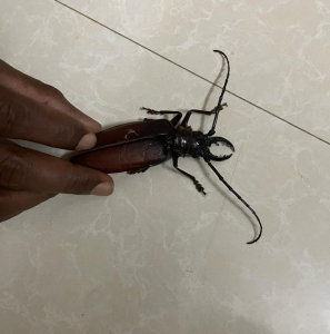 FOR SALE, Stag Beetle
