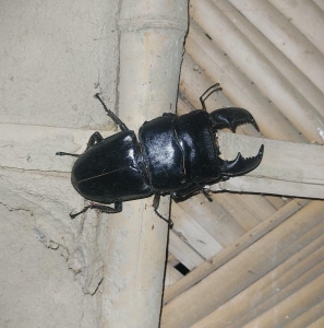 FOR SALE, Stage beetle 