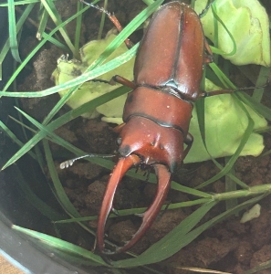 FOR SALE, Japanese Stag Beetle 