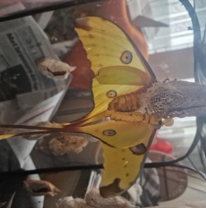 FOR SALE, Argema Mittrei OVa