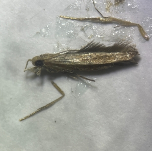 ANNOUNCEMENT, Identification