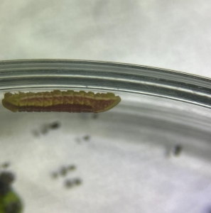 ANNOUNCEMENT, Identification