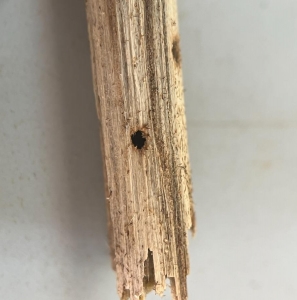 ANNOUNCEMENT, Identification