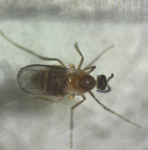 ANNOUNCEMENT, Identification