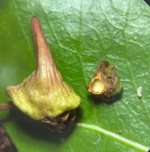 ANNOUNCEMENT, Identification
