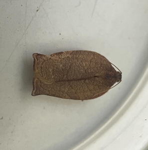 ANNOUNCEMENT, Identification