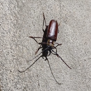 FOR SALE, Stag Beetle 