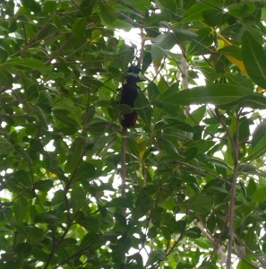 FOR SALE, Black bettle