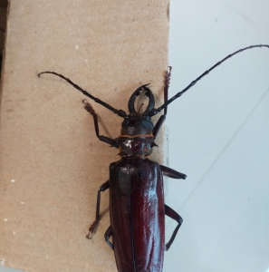 FOR SALE, Black bettle
