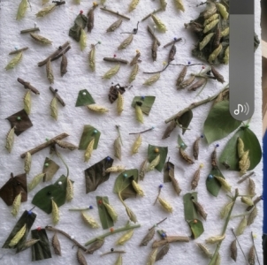 FOR SALE, AGLAIS IO FRESH CHRYSALIDS