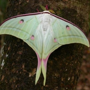 WANT TO BUY, WANT TO BUY Actias selene