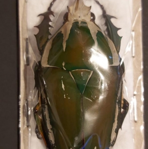 EBAY, megalorrhina harrisi leptofurcosa♂ 46+mn