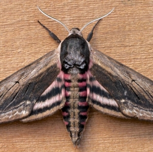 WANT TO BUY, Sphinx or Acherontia ova