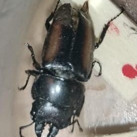 FOR SALE, Stag beetle 