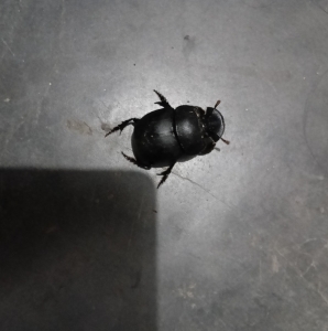 FOR SALE, Black beetle 