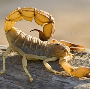FOR SALE, Yellow Fat-tailed Scorpion for sale 