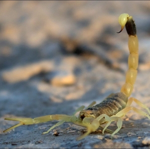 FOR SALE, Middle East Gold Scorpion for sale 