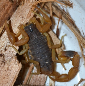 FOR SALE, Chinese Golden Scorpion