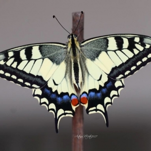 FOR SALE, Papilio machaon eggs and caterpillars